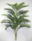 Areca Palm